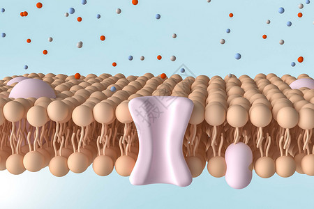 磷脂分子C4D磷脂双分子层设计图片