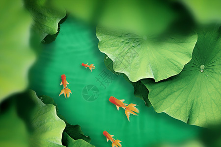荷塘锦鲤绿意荷塘设计图片