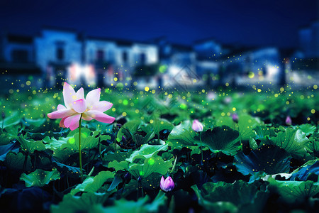 夏夜乘凉唯美莲花池夜景设计图片