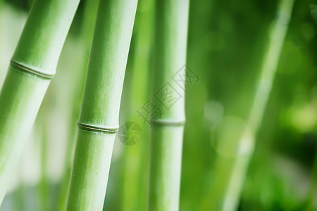中式特写绿色唯美大气毛竹竹纹背景设计图片