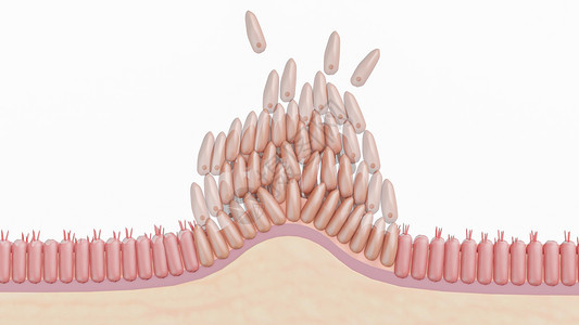 卵巢癌人体模型纤毛的高清图片