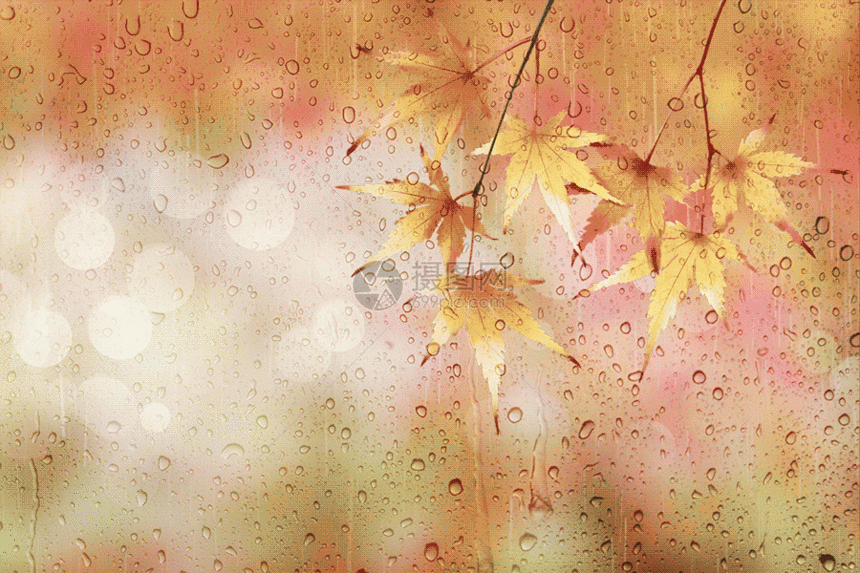 立秋大气水滴枫叶gif动图图片