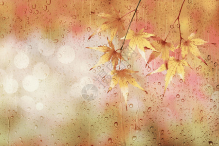 水滴和窗户玻璃立秋大气水滴枫叶gif动图高清图片