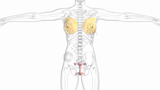 巴士囊肿(前庭大腺囊肿）女性生殖系统设计图片