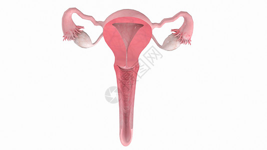 子宫-阴道冠状面背景图片