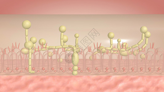 酵母细胞酵母菌感染治疗设计图片