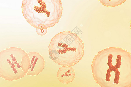 物质载体XY染色体场景设计图片