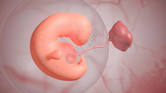 杨水囊胎儿发育第五周设计图片