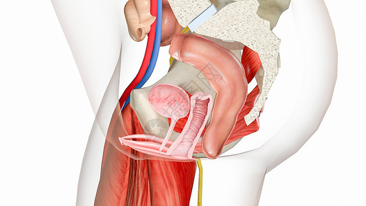 右侧耻尾肌阴道金库脱垂1级设计图片