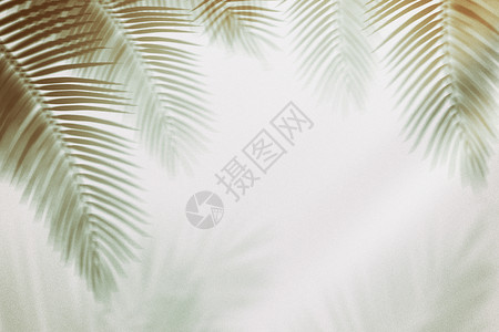 树叶投影棕榈叶简约光影背景设计图片