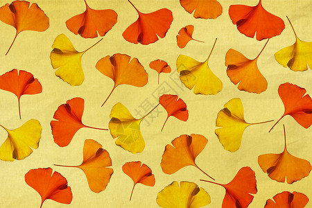 秋季元素简约银杏叶背景设计图片