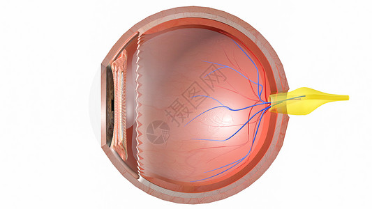 眼部矢状面视网膜中央静脉高清图片