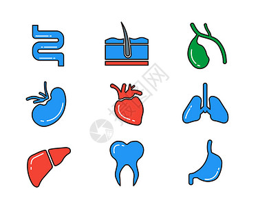 蓝色毛发蓝色红色绿色器官大肠毛发胆腰心脏肺肝牙齿胃医疗主题医疗矢量元素套图插画