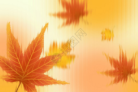 树叶投影唯美枫叶玻璃风秋天背景设计图片