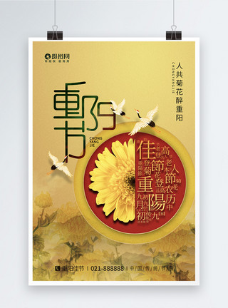 盛开的金色菊花金色背景重阳节海报设计模板