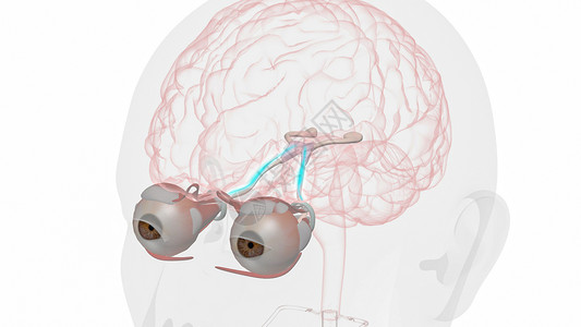 脊神经眼球运动的正常视觉通路设计图片