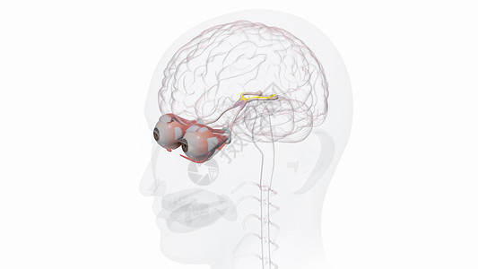 右外侧直肌感光器/视网膜设计图片
