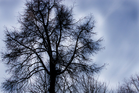 背景灰色天空上的阴郁树图片