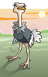 热带草原的Ostrich图片