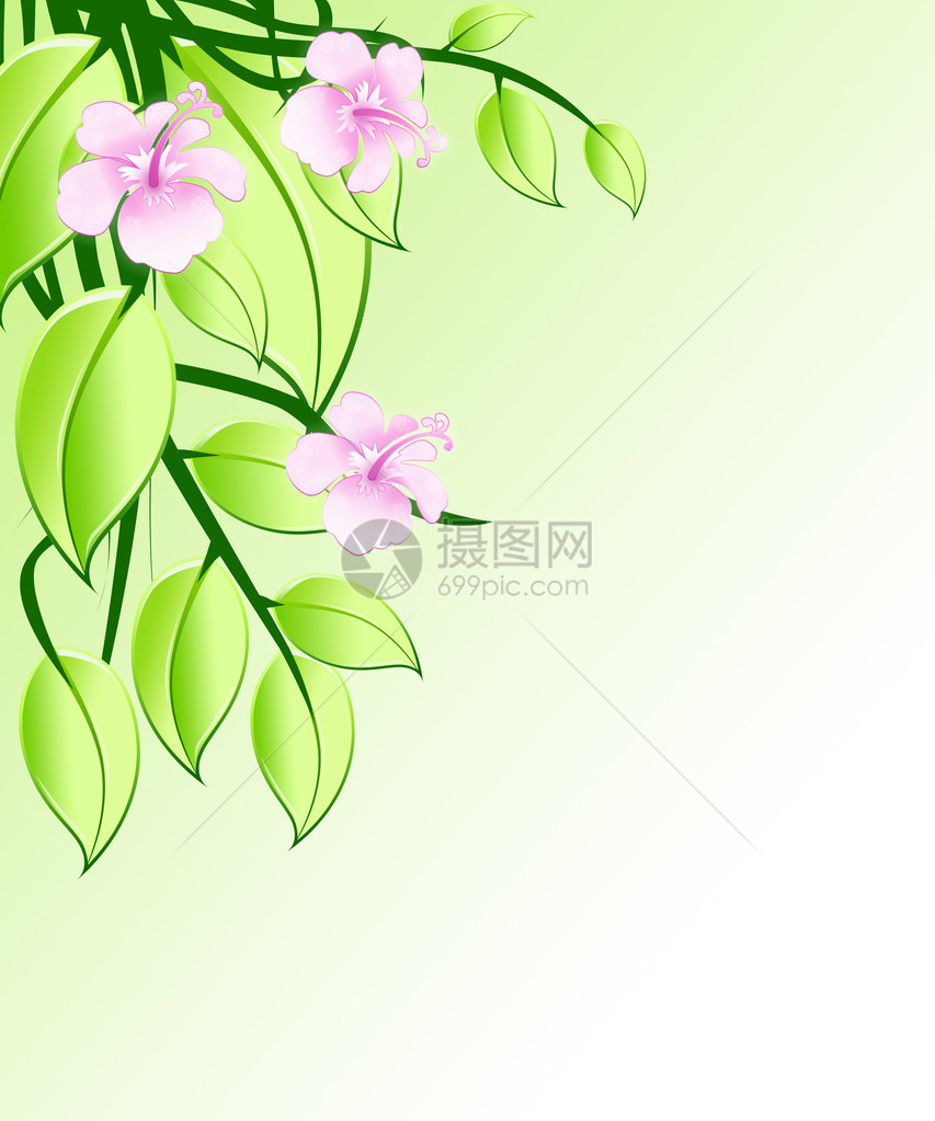 玫瑰兰花的朵和叶子的插图图片