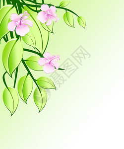 玫瑰兰花的朵和叶子的插图图片