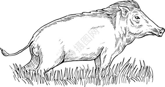 黑白相间的野猪或的手绘图图片