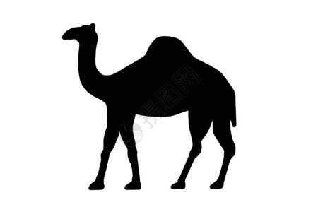 一个孤立的黑白骆驼或拖轨图像图片