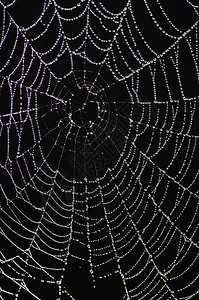 蜘蛛网的特写镜头与闪发光的露珠图片