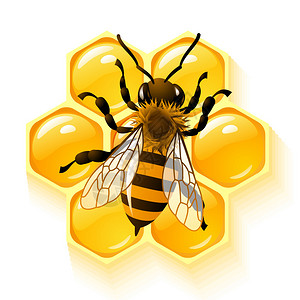 蜜蜂在窝背景矢量图图片