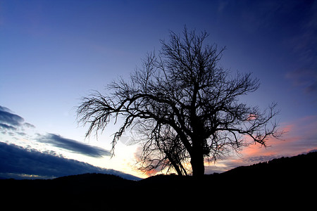 在黄昏时间的抽象单独树图片