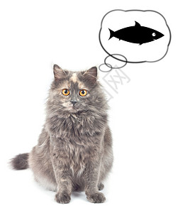 梦见鱼被白色背景隔离的灰猫背景图片