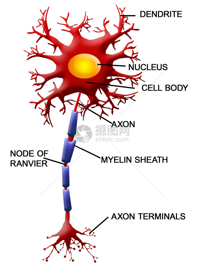 运动神经元的结构矢量图解图片