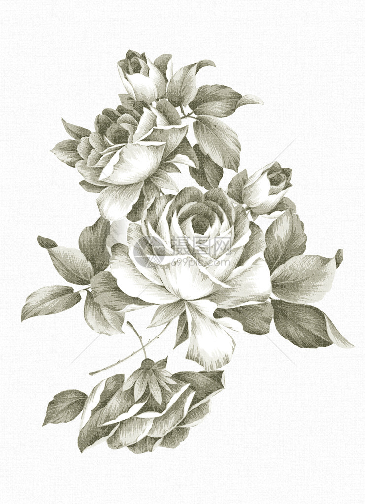 老式的玫瑰手绘图片