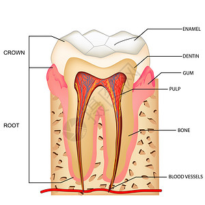 带标签的牙齿解剖图图片