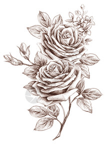 老式的玫瑰手绘背景图片