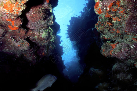洪都拉斯湾群岛的潮流和凝固珊瑚礁系统的好例子图片