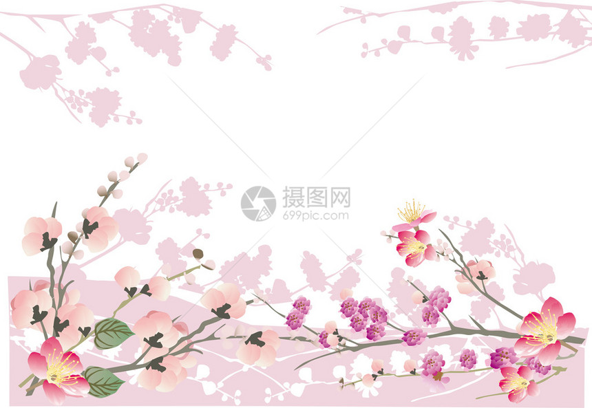 白背景樱桃树花插图用图片