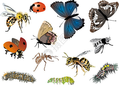 插图与白色的彩色昆虫集合图片