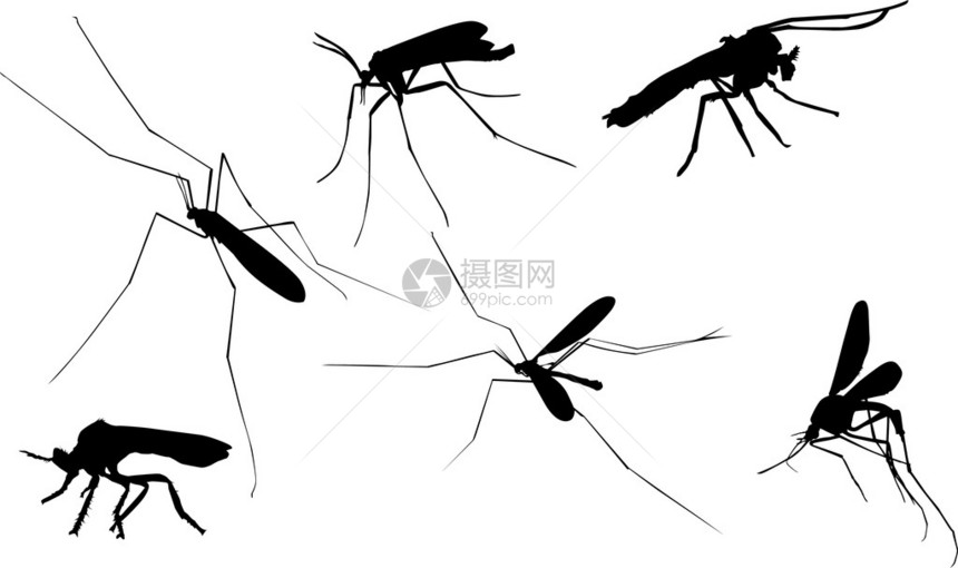 插图与六只蚊子剪影隔离在白色图片