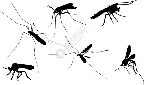 插图与六只蚊子剪影隔离在白色背景图片