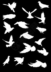 插图与孤立的黑色背景上的鸽子剪影图片