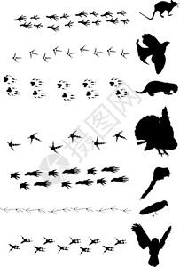 不同鸟类和动物足迹的插图图片