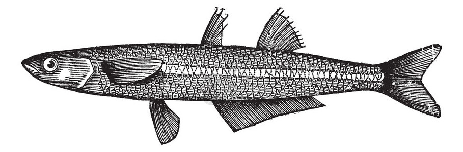 第聂伯Atherinaboyeri或大型沙鱼复古雕刻旧刻图的插画