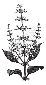 巴西利库甜罗勒或罗勒复古雕刻甜罗勒植物插画
