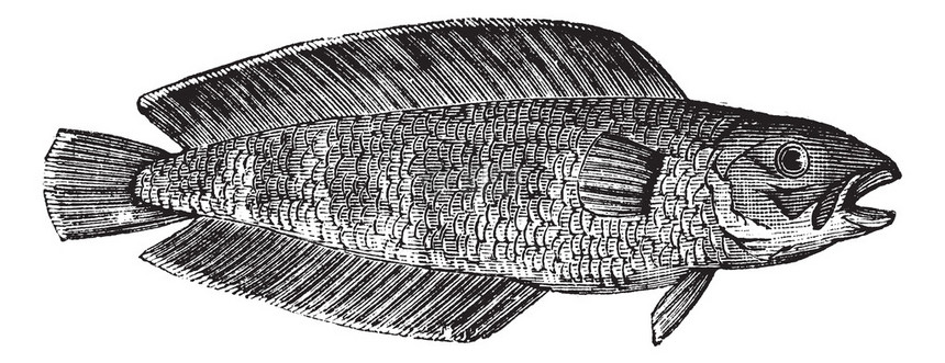 Cusk也称为Brosmebrosme海洋鱼Cusk海鱼的图片