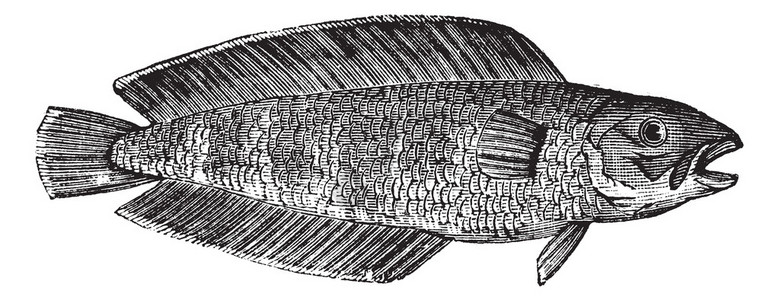 布塞罗斯Cusk也称为Brosmebrosme海洋鱼Cusk海鱼的插画