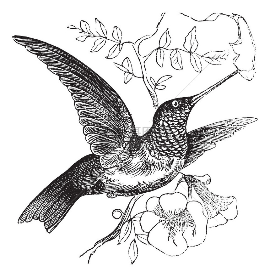 红宝石喉蜂鸟或Archilochuscolubris图片