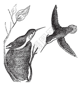 獐红褐色蜂鸟或Selasphorusrufus插画