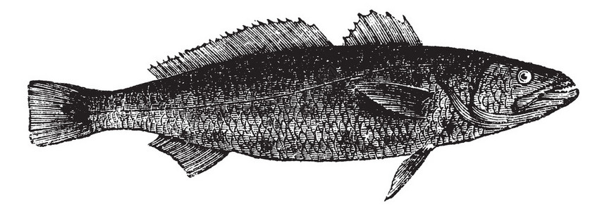 黄花鱼鱼籽标本或虎牙齿鳄鱼插画