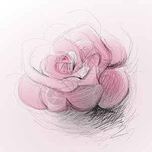 玫瑰花写实矢量速写图片